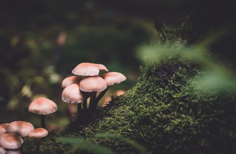 The healing properties of magic and normal mushrooms